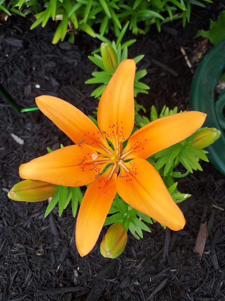 Photo of Tiger Lily by Tori Rider